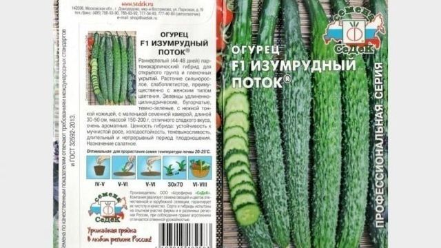 Огурец Изумрудный поток – гибрид салатного назначения с отменными характеристиками