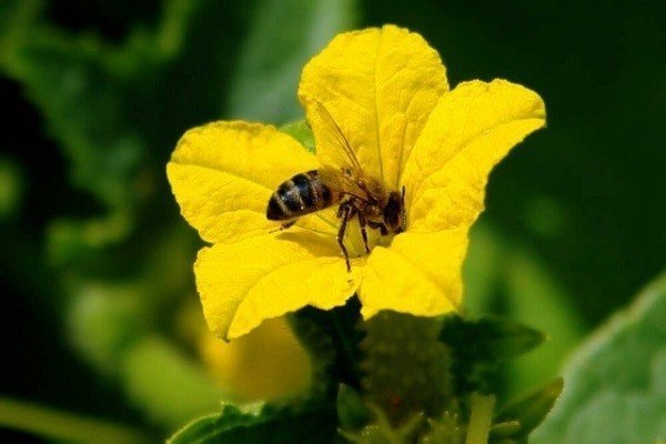 Пчела опыляет цветок арбуза